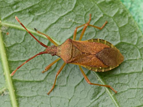 Gonocerus acuteangulatus